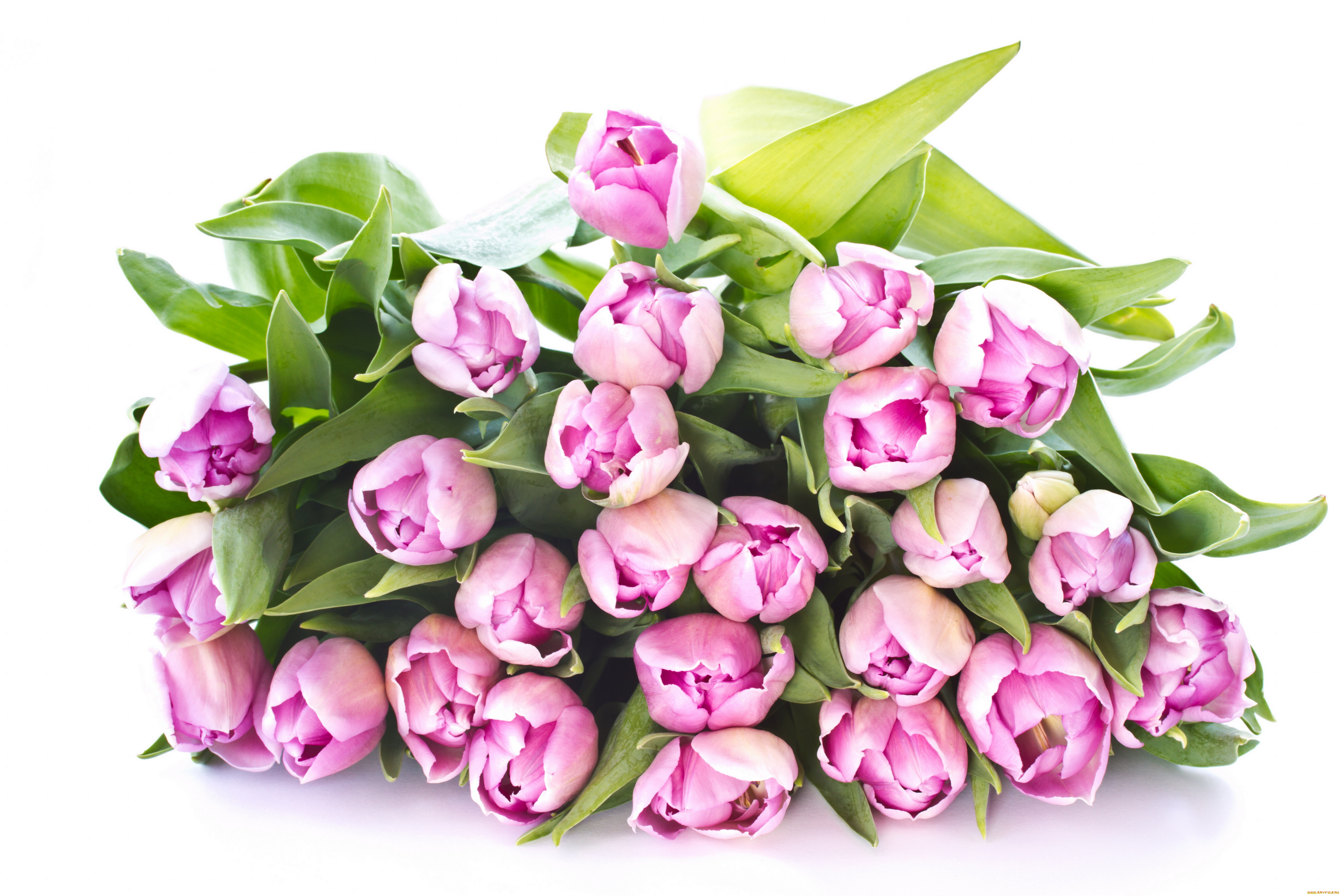 Сколько дарят цветов тюльпанов. Цветы тюльпаны. Букет тюльпанов. Букет тюльпанов на белом фоне. Розовые тюльпаны.